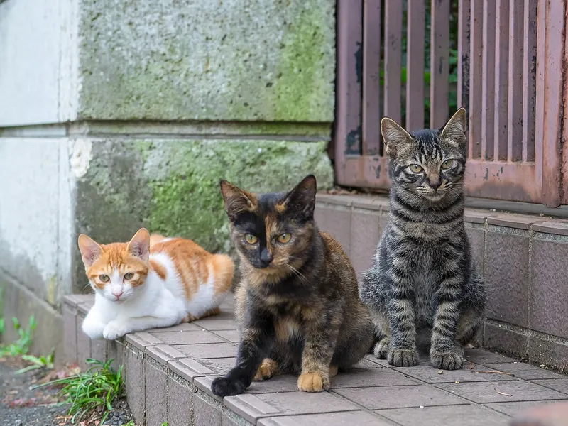 Domestic Shorthair
