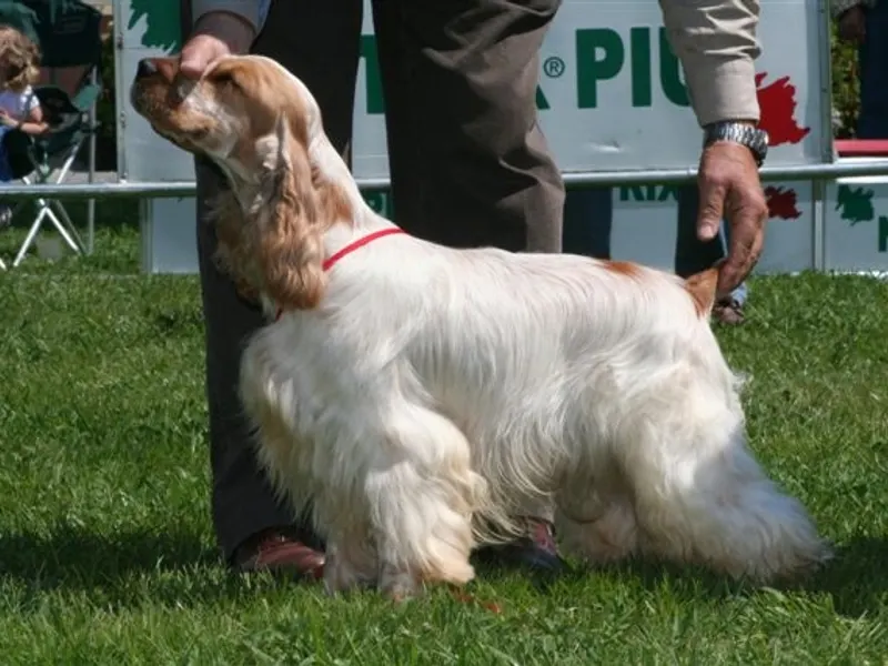 Cocker Spaniel